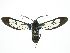  ( - INB0004115919)  @11 [ ] CreativeCommons  Attribution Non-Commercial Share-Alike (2019) Daniel H. Janzen Guanacaste Dry Forest Conservation Fund