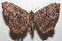  (Hemeroblemma leontia - 10-SRNP-112165)  @14 [ ] CreativeCommons - Attribution Non-Commercial Share-Alike (2010) Daniel H. Janzen Guanacaste Dry Forest Conservation Fund