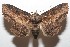  (Zale phaeograpta - 10-SRNP-112550)  @15 [ ] CreativeCommons - Attribution Non-Commercial Share-Alike (2010) Daniel H. Janzen Guanacaste Dry Forest Conservation Fund