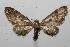  (Eupithecia Janzen211 - 11-SRNP-100613)  @14 [ ] CreativeCommons - Attribution Non-Commercial Share-Alike (2011) Daniel H. Janzen Guanacaste Dry Forest Conservation Fund