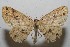 (Cyclophora BioLep5805 - 11-SRNP-100660)  @14 [ ] CreativeCommons - Attribution Non-Commercial Share-Alike (2011) Daniel H. Janzen Guanacaste Dry Forest Conservation Fund