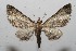  (Eupithecia BioLep195 - 11-SRNP-100673)  @14 [ ] CreativeCommons - Attribution Non-Commercial Share-Alike (2011) Daniel H. Janzen Guanacaste Dry Forest Conservation Fund