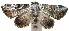  ( - 11-SRNP-102772)  @14 [ ] CreativeCommons - Attribution Non-Commercial Share-Alike (2011) Daniel H. Janzen Guanacaste Dry Forest Conservation Fund