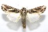  (Spodoptera dolichos - 11-SRNP-105707)  @14 [ ] CreativeCommons - Attribution Non-Commercial Share-Alike (2010) Daniel H. Janzen Guanacaste Dry Forest Conservation Fund