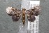  (Eupithecia Janzen252 - 13-SRNP-22694)  @14 [ ] CreativeCommons - Attribution Non-Commercial Share-Alike (2014) Daniel H. Janzen Guanacaste Dry Forest Conservation Fund