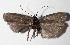  ( - 13-SRNP-44040)  @14 [ ] CreativeCommons  Attribution Non-Commercial Share-Alike (2016) Unspecified Guanacaste Dry Forest Conservation Fund