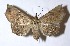 (Ephyrodes similis - 13-SRNP-71951)  @14 [ ] CreativeCommons  Attribution Non-Commercial Share-Alike (2016) Unspecified Guanacaste Dry Forest Conservation Fund