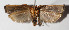  ( - 14-SRNP-2204)  @13 [ ] CreativeCommons  Attribution Non-Commercial Share-Alike (2016) Unspecified Guanacaste Dry Forest Conservation Fund