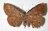  (Parilexia amarantha - 14-SRNP-42926)  @15 [ ] CreativeCommons - Attribution Non-Commercial Share-Alike (2015) Daniel H. Janzen Guanacaste Dry Forest Conservation Fund