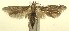  (Blastobasis phaedra - 12-SRNP-102555)  @14 [ ] CreativeCommons - Attribution Non-Commercial Share-Alike (2013) Daniel H. Janzen Guanacaste Dry Forest Conservation Fund