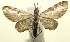  (Eupithecia BioLep572 - 12-SRNP-105605)  @14 [ ] CreativeCommons - Attribution Non-Commercial Share-Alike (2014) Daniel H. Janzen Guanacaste Dry Forest Conservation Fund