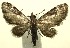  (Eupithecia BioLep380 - 12-SRNP-105607)  @14 [ ] CreativeCommons - Attribution Non-Commercial Share-Alike (2014) Daniel H. Janzen Guanacaste Dry Forest Conservation Fund