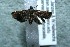  ( - 12-SRNP-44571)  @13 [ ] CreativeCommons  Attribution Non-Commercial Share-Alike (2017) Daniel H. Janzen Guanacaste Dry Forest Conservation Fund