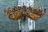  ( - 12-SRNP-55976)  @13 [ ] CreativeCommons  Attribution Non-Commercial Share-Alike (2017) Daniel H. Janzen Guanacaste Dry Forest Conservation Fund