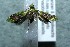  ( - 12-SRNP-85830)  @13 [ ] CreativeCommons  Attribution Non-Commercial Share-Alike (2017) Daniel H. Janzen Guanacaste Dry Forest Conservation Fund