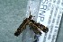  ( - 12-SRNP-86024)  @12 [ ] CreativeCommons  Attribution Non-Commercial Share-Alike (2017) Daniel H. Janzen Guanacaste Dry Forest Conservation Fund