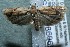  ( - 12-SRNP-86069)  @14 [ ] CreativeCommons  Attribution Non-Commercial Share-Alike (2017) Daniel H. Janzen Guanacaste Dry Forest Conservation Fund
