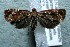  ( - 12-SRNP-86320)  @13 [ ] CreativeCommons  Attribution Non-Commercial Share-Alike (2017) Daniel H. Janzen Guanacaste Dry Forest Conservation Fund