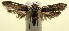  ( - 13-SRNP-100298)  @12 [ ] CreativeCommons  Attribution Non-Commercial Share-Alike (2017) Daniel H. Janzen Guanacaste Dry Forest Conservation Fund