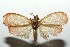  ( - 13-SRNP-100334)  @13 [ ] CreativeCommons  Attribution Non-Commercial Share-Alike (2017) Daniel H. Janzen Guanacaste Dry Forest Conservation Fund