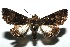 ( - 13-SRNP-100363)  @14 [ ] CreativeCommons  Attribution Non-Commercial Share-Alike (2017) Daniel H. Janzen Guanacaste Dry Forest Conservation Fund