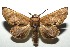  ( - 13-SRNP-100368)  @14 [ ] CreativeCommons  Attribution Non-Commercial Share-Alike (2017) Daniel H. Janzen Guanacaste Dry Forest Conservation Fund