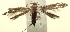  (coleBioLep01 BioLep1014 - 13-SRNP-100383)  @13 [ ] CreativeCommons  Attribution Non-Commercial Share-Alike (2017) Daniel H. Janzen Guanacaste Dry Forest Conservation Fund