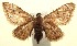  ( - 13-SRNP-100439)  @14 [ ] CreativeCommons  Attribution Non-Commercial Share-Alike (2017) Daniel H. Janzen Guanacaste Dry Forest Conservation Fund