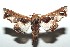  ( - 13-SRNP-100449)  @13 [ ] CreativeCommons  Attribution Non-Commercial Share-Alike (2017) Daniel H. Janzen Guanacaste Dry Forest Conservation Fund