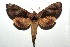  ( - 13-SRNP-100462)  @14 [ ] CreativeCommons  Attribution Non-Commercial Share-Alike (2017) Daniel H. Janzen Guanacaste Dry Forest Conservation Fund