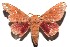  ( - 13-SRNP-100463)  @14 [ ] CreativeCommons  Attribution Non-Commercial Share-Alike (2017) Daniel H. Janzen Guanacaste Dry Forest Conservation Fund