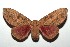 ( - 13-SRNP-100468)  @14 [ ] CreativeCommons  Attribution Non-Commercial Share-Alike (2017) Daniel H. Janzen Guanacaste Dry Forest Conservation Fund