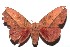  ( - 13-SRNP-100469)  @14 [ ] CreativeCommons  Attribution Non-Commercial Share-Alike (2017) Daniel H. Janzen Guanacaste Dry Forest Conservation Fund