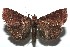  ( - 13-SRNP-100538)  @14 [ ] CreativeCommons  Attribution Non-Commercial Share-Alike (2017) Daniel H. Janzen Guanacaste Dry Forest Conservation Fund