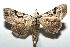  ( - 13-SRNP-100566)  @13 [ ] CreativeCommons  Attribution Non-Commercial Share-Alike (2017) Daniel H. Janzen Guanacaste Dry Forest Conservation Fund