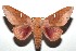  ( - 13-SRNP-100603)  @14 [ ] CreativeCommons  Attribution Non-Commercial Share-Alike (2017) Daniel H. Janzen Guanacaste Dry Forest Conservation Fund