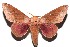  ( - 13-SRNP-100606)  @14 [ ] CreativeCommons  Attribution Non-Commercial Share-Alike (2017) Daniel H. Janzen Guanacaste Dry Forest Conservation Fund