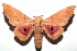  ( - 13-SRNP-100607)  @14 [ ] CreativeCommons  Attribution Non-Commercial Share-Alike (2017) Daniel H. Janzen Guanacaste Dry Forest Conservation Fund