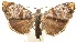  ( - 13-SRNP-100630)  @14 [ ] CreativeCommons  Attribution Non-Commercial Share-Alike (2017) Daniel H. Janzen Guanacaste Dry Forest Conservation Fund