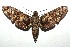  ( - 13-SRNP-100676)  @14 [ ] CreativeCommons  Attribution Non-Commercial Share-Alike (2017) Daniel H. Janzen Guanacaste Dry Forest Conservation Fund