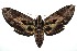  ( - 13-SRNP-100683)  @14 [ ] CreativeCommons  Attribution Non-Commercial Share-Alike (2017) Daniel H. Janzen Guanacaste Dry Forest Conservation Fund