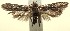  ( - 13-SRNP-100704)  @12 [ ] CreativeCommons  Attribution Non-Commercial Share-Alike (2017) Daniel H. Janzen Guanacaste Dry Forest Conservation Fund