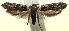  ( - 13-SRNP-100706)  @13 [ ] CreativeCommons  Attribution Non-Commercial Share-Alike (2017) Daniel H. Janzen Guanacaste Dry Forest Conservation Fund
