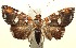  ( - 13-SRNP-100732)  @14 [ ] CreativeCommons  Attribution Non-Commercial Share-Alike (2017) Daniel H. Janzen Guanacaste Dry Forest Conservation Fund