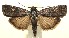  ( - 13-SRNP-100805)  @14 [ ] CreativeCommons  Attribution Non-Commercial Share-Alike (2017) Daniel H. Janzen Guanacaste Dry Forest Conservation Fund