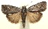  ( - 13-SRNP-100810)  @14 [ ] CreativeCommons  Attribution Non-Commercial Share-Alike (2017) Daniel H. Janzen Guanacaste Dry Forest Conservation Fund