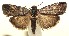  ( - 13-SRNP-100811)  @14 [ ] CreativeCommons  Attribution Non-Commercial Share-Alike (2017) Daniel H. Janzen Guanacaste Dry Forest Conservation Fund