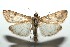  ( - 13-SRNP-100851)  @15 [ ] CreativeCommons  Attribution Non-Commercial Share-Alike (2017) Daniel H. Janzen Guanacaste Dry Forest Conservation Fund