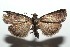  ( - 13-SRNP-100861)  @14 [ ] CreativeCommons  Attribution Non-Commercial Share-Alike (2017) Daniel H. Janzen Guanacaste Dry Forest Conservation Fund