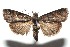 ( - 13-SRNP-100862)  @14 [ ] CreativeCommons  Attribution Non-Commercial Share-Alike (2017) Daniel H. Janzen Guanacaste Dry Forest Conservation Fund